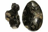 Giant, Polished Septarian Puzzle Geode ( lbs) - Black Crystals #108495-4